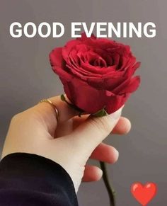 a hand holding a red rose with the words good evening on it and a heart