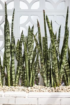 some very pretty green plants by a white wall with rocks and stones on the ground