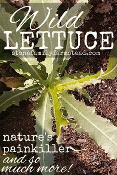 a close up of a plant with the words wild lettuce on it and an image of a leaf