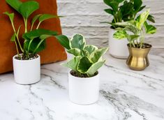 three potted plants sitting on top of a marble counter