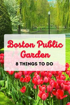 the boston public garden is full of red tulips and green grass with text overlay that reads boston public garden 8 things to do