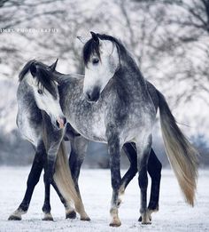 two horses standing next to each other in the snow