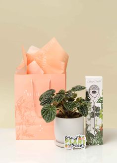 a potted plant sitting next to a package