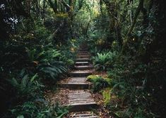 there are many steps in the woods that lead up to the top of the stairs