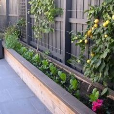 an outdoor garden with plants and fruit growing on the fence