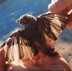 a person holding a small bird in their hand with the sun shining on it's wing