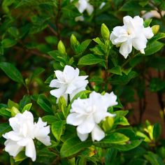 white flowers are blooming in the bush with green leaves on it's stems