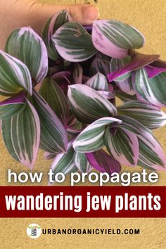 how to propagate wandering jew plants