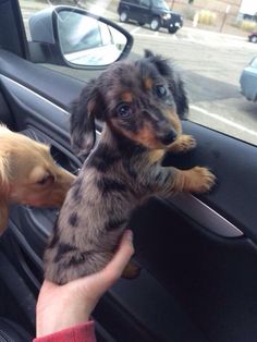 two puppies sitting in the drivers seat of a car being held by someone's hand