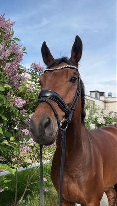 a brown horse wearing a bridle standing in front of some bushes and trees