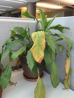 two potted plants sitting on top of a white table