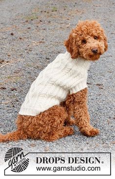 a brown dog wearing a sweater sitting on the ground