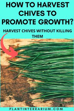 the title for how to harvest chives to promote growth?