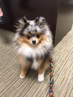 a small dog with a toy in it's mouth sitting on the floor next to a person