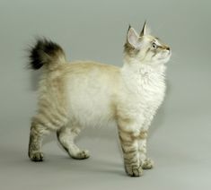 a white and brown cat standing on top of a gray floor