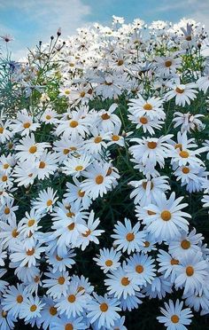 many white daisies are growing in the field