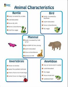 an animal chart with animals and their names