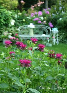 some pink flowers are in the grass near a white bench and flower garden with purple flowers