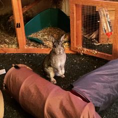 a rabbit sitting on the ground next to a person's leg in front of a cage