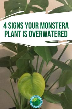 a plant with the words 4 signs your monstera plant is overwatered