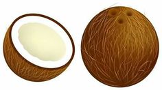 an illustration of coconuts cut in half and whole on white background with space for text