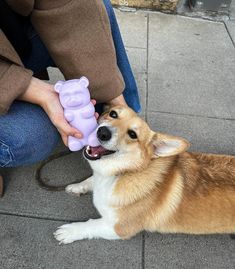 a brown and white dog laying on top of a sidewalk next to a persons hand