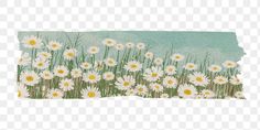 white daisies and green grass with blue sky in the background png clipart