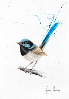 a drawing of a blue and black bird on a branch with water splashing around it