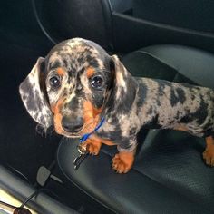 a dachshund puppy sitting in the back seat of a car looking at the camera