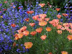 an assortment of colorful flowers growing in a flowerbed next to blue and purple flowers