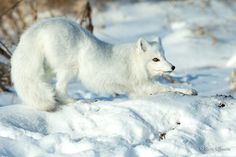 an arctic fox walking in the snow with its front paws on it's head