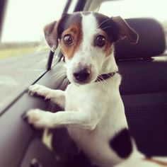 a dog sitting in the back seat of a car with its paw on the door handle