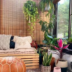 a living room filled with lots of plants next to a couch and window sill