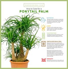 an advertisement for how to care for a ponytailtail palm in a potted plant