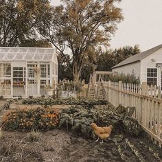 a chicken is standing in the garden next to a fence and some buildings with windows