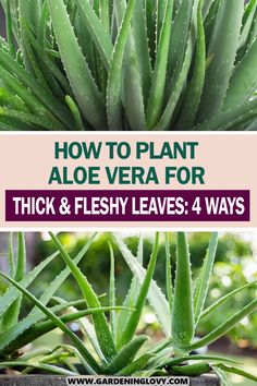 how to plant aloe vera for thick and fleshy leaves 4 ways