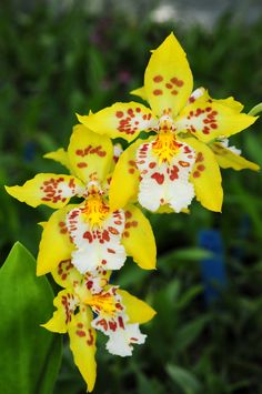 yellow and white flowers with red spots on them