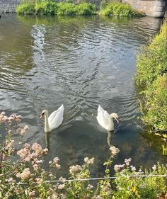 two swans are swimming in the water