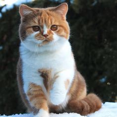 an orange and white cat standing on its hind legs in the snow looking at the camera