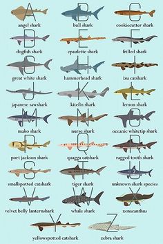 a poster with different types of sharks on it's sides and the names of them