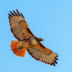 a large bird flying through the air on a sunny day