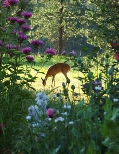 a deer grazing in the middle of a field with purple and white wildflowers