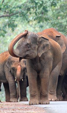 a herd of elephants standing next to each other on a dirt road with trees in the background