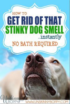 a dog with its mouth open and the words how to get rid of that stinky dog smell instantly