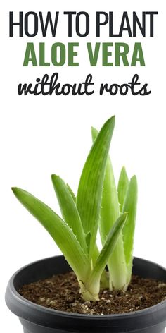 How to Plant Aloe Vera Rooting Aloe Vera Plants, Transplanting Aloe Vera Plant, Aloe Plant Propagation, How To Root Aloe Vera Plant, How To Split Aloe Vera Plant, How To Propagate Aloe Vera From A Leaf, How To Plant Aloe Vera, How To Repot Aloe Vera Plant, How To Propagate Aloe Vera