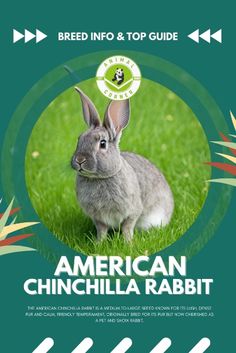 the front cover of an american chinchilla rabbit breed guide, which includes information on how to care for your pet