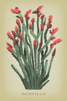 an illustration of a cactus plant with red flowers on it's head and the words ocotillo written in spanish