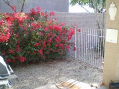 red flowers are blooming on the side of a fenced in area next to a parked car