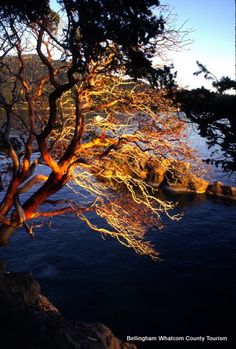 a tree that is next to the water with its branches hanging over it's head