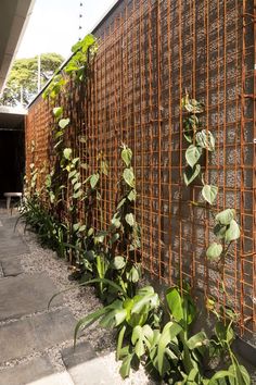 some plants are growing on the side of a fenced in area next to a building